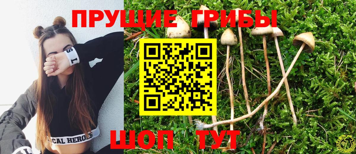 Псилоцибиновые грибы Psilocybine cubensis Лесной